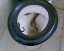 Un serpent dans les toilettes