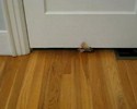 Un chat blessé passe sous la porte !