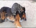 Un chat fait un massage à un chien