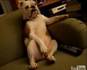 Un chien regarde la télévision