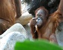 Un orang-outan très vilain !