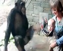 Le singe n'aime pas le bébé