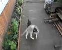 Le chien ramène le chat à la maison