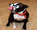 Drôles de lunettes pour chien