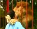 Un lion en cage très affectueux