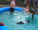 Une bande de blaireaux prend l'apéro dans une piscine